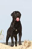 CANE CORSO 175